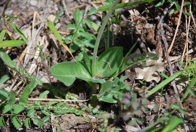 Urospermum dalechampii (L.) F.W. Schmidt